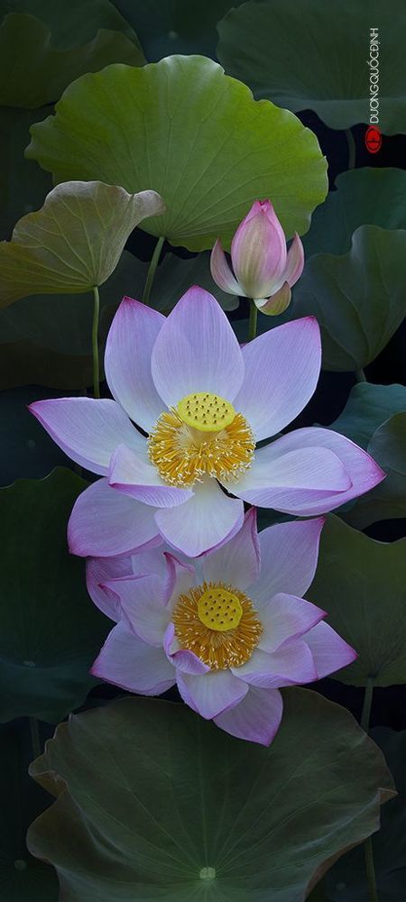 Lotus