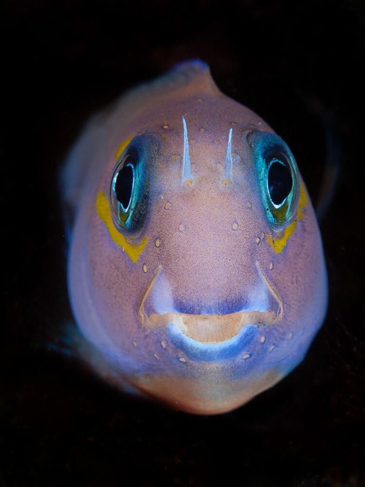 Fisheyes