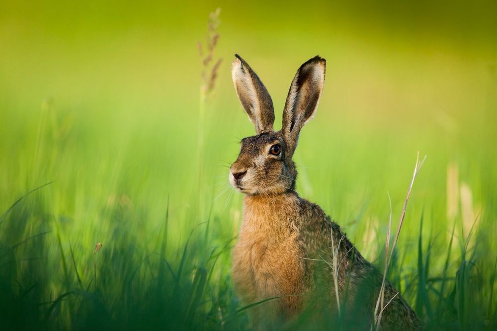 European hare I