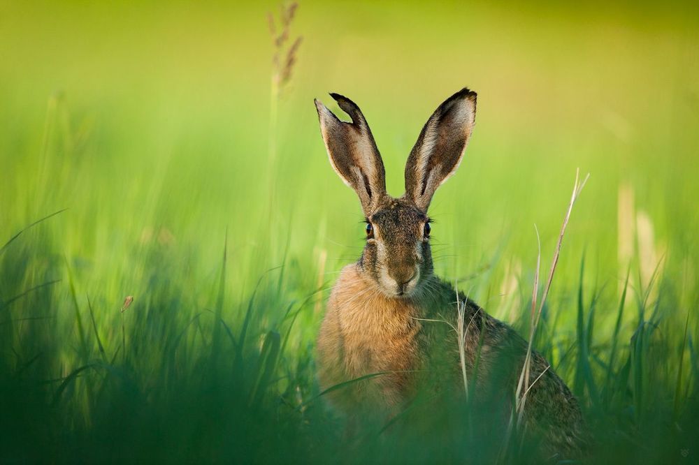 European hare II