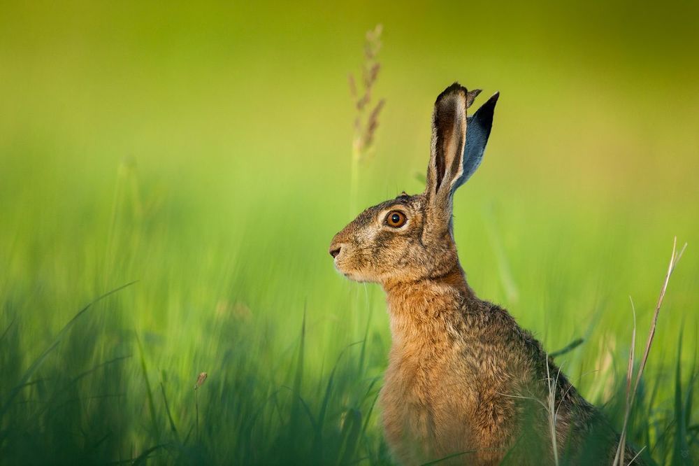European hare III
