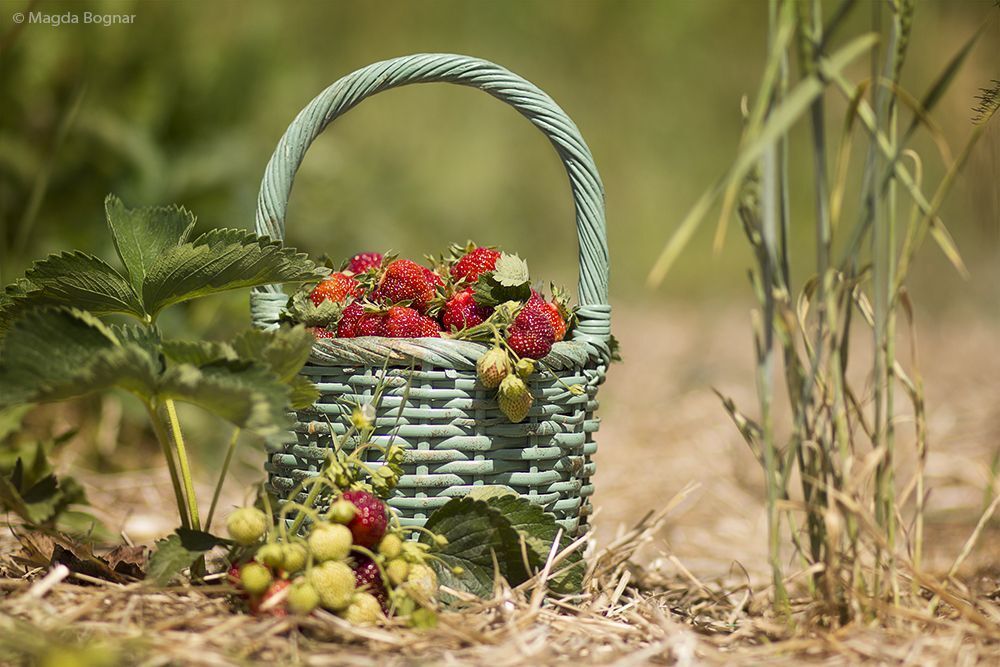 Strawberries