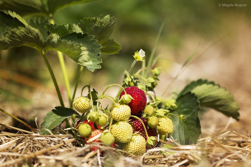 Strawberries