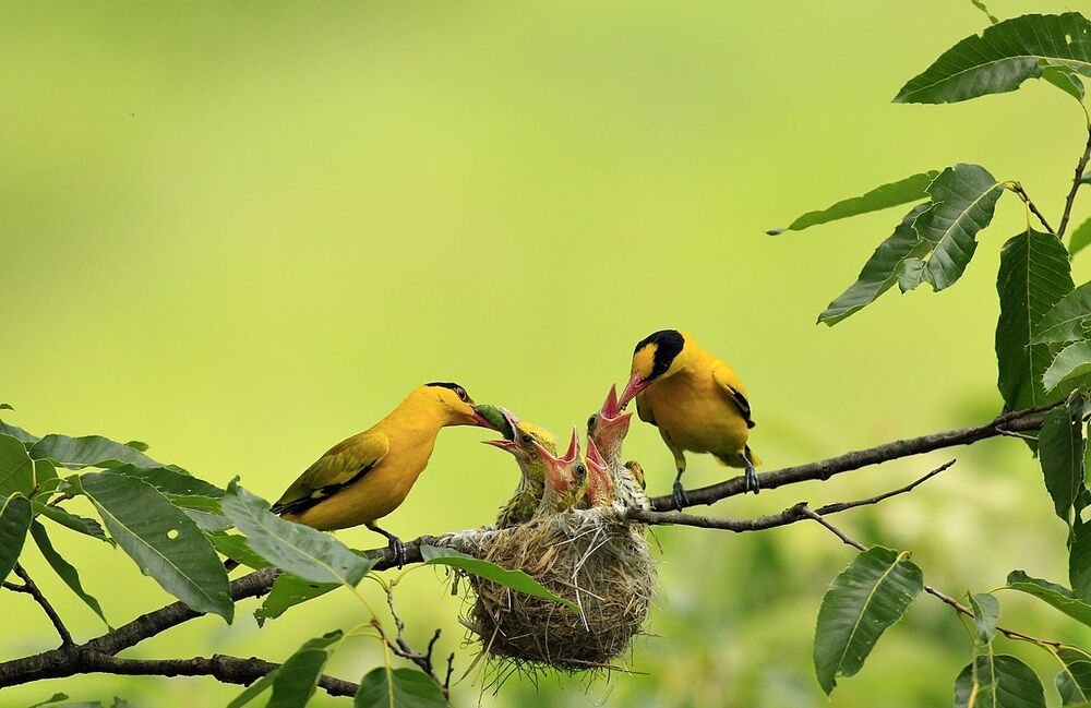 Family