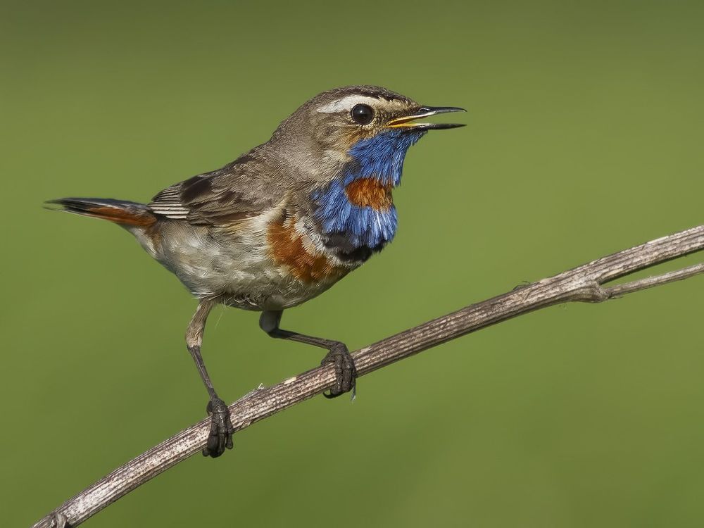 Luscinia svecica.