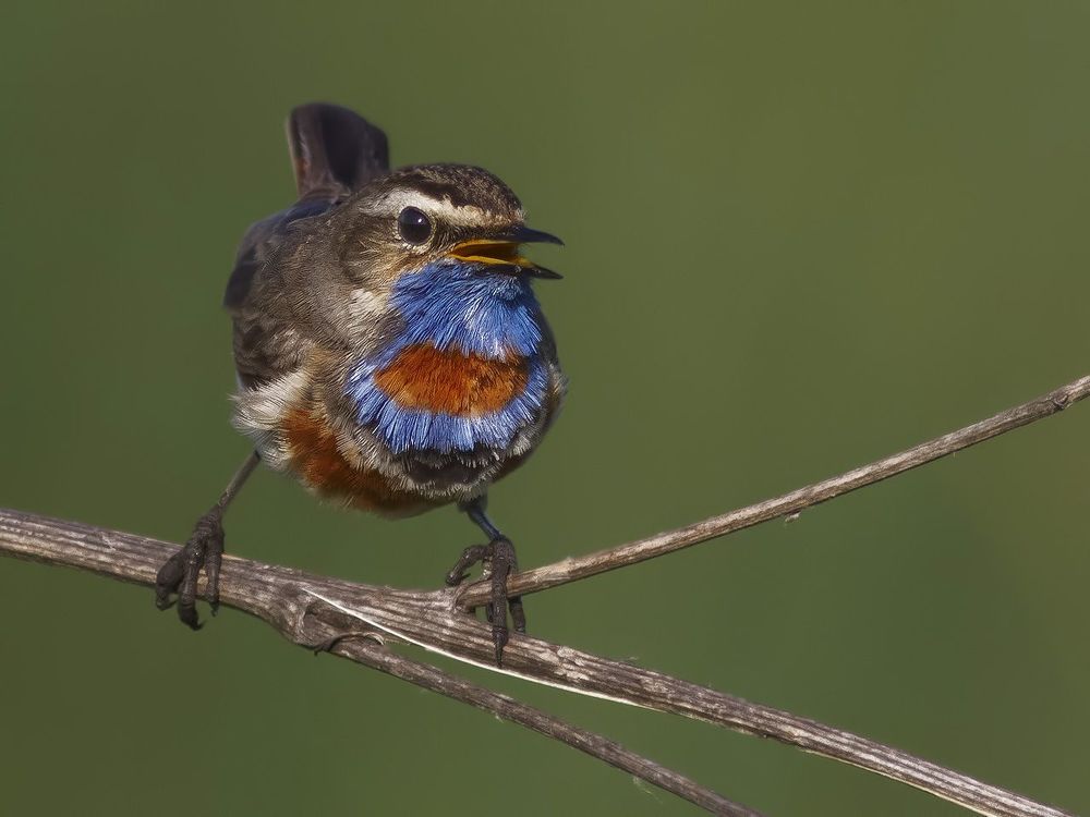 Luscinia svecica.