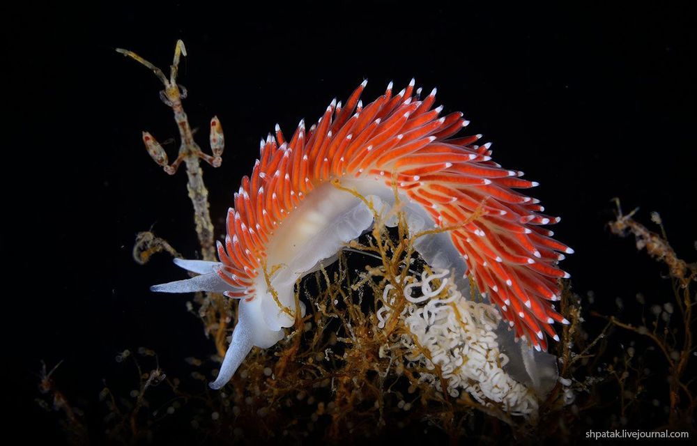 Rudnaya Bay. Flabellina verucosa with eggs