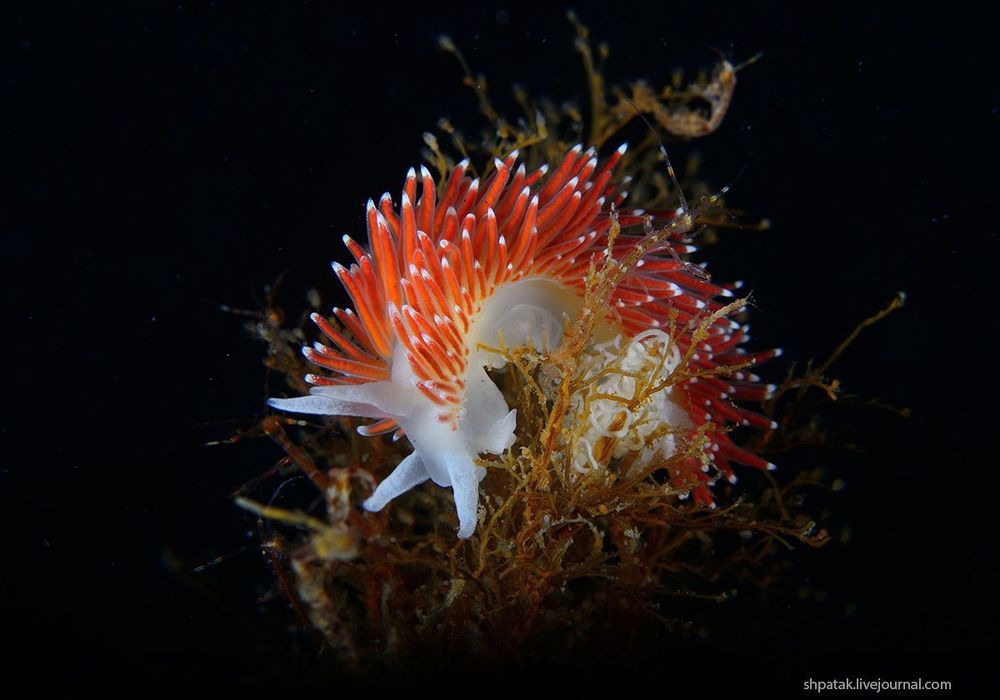 Rudnaya Bay. Flabellina verucosa with eggs