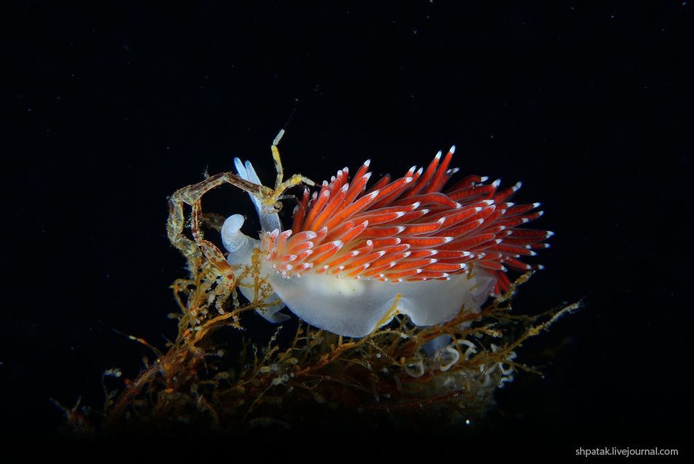 Rudnaya Bay. Flabellina verucosa with eggs