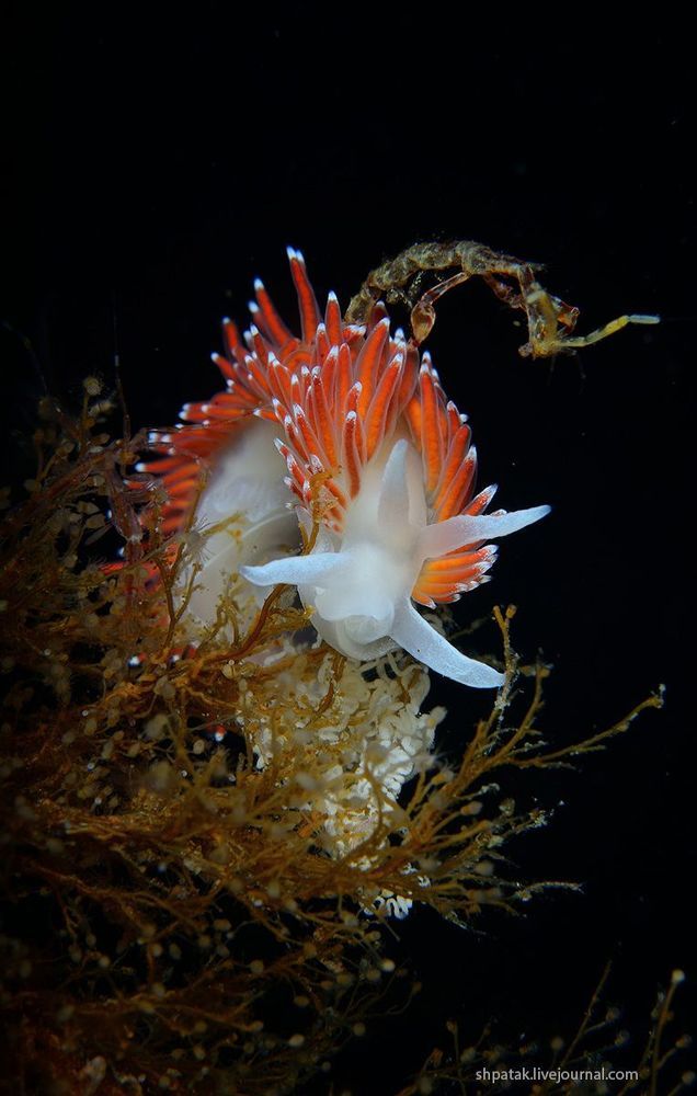 Rudnaya Bay. Flabellina verucosa with eggs