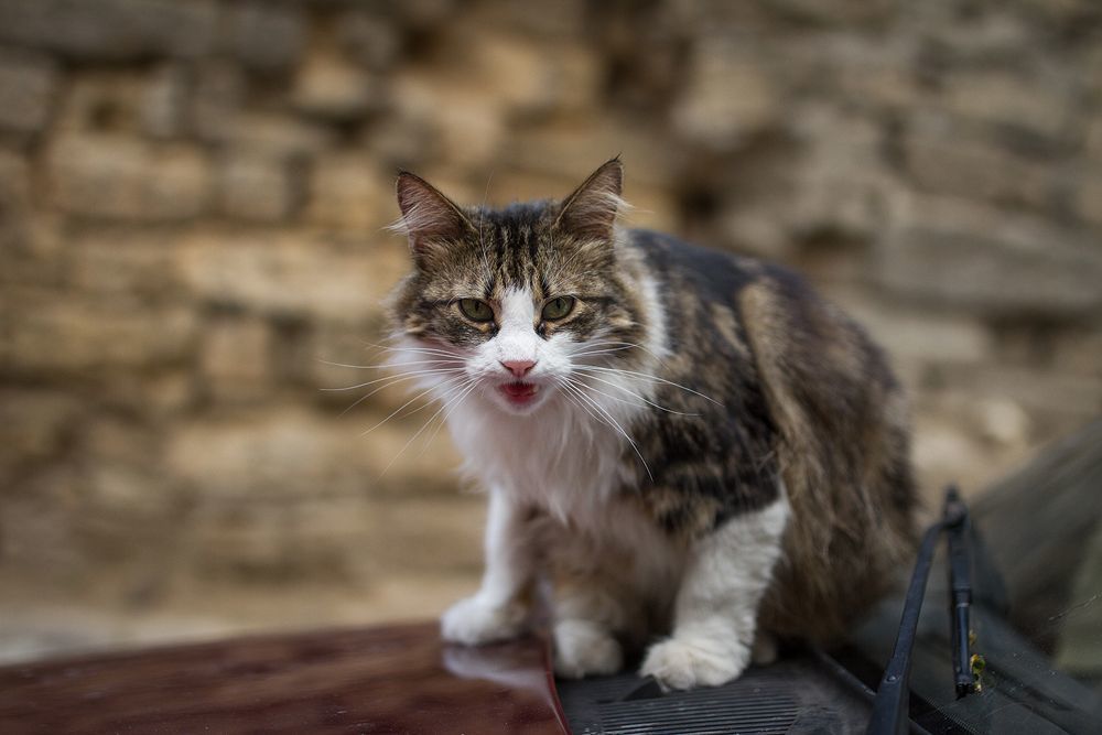 Одесские коты))