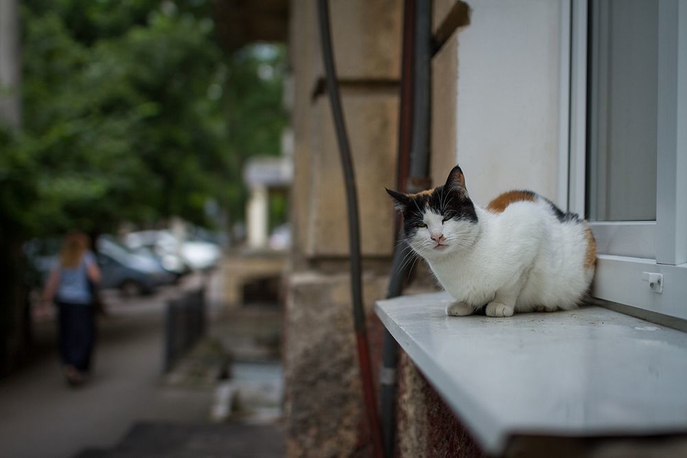 Одесские коты))