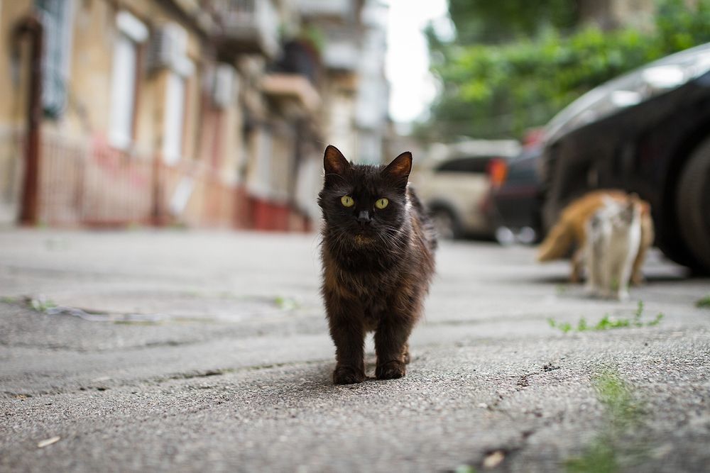 Одесские коты))