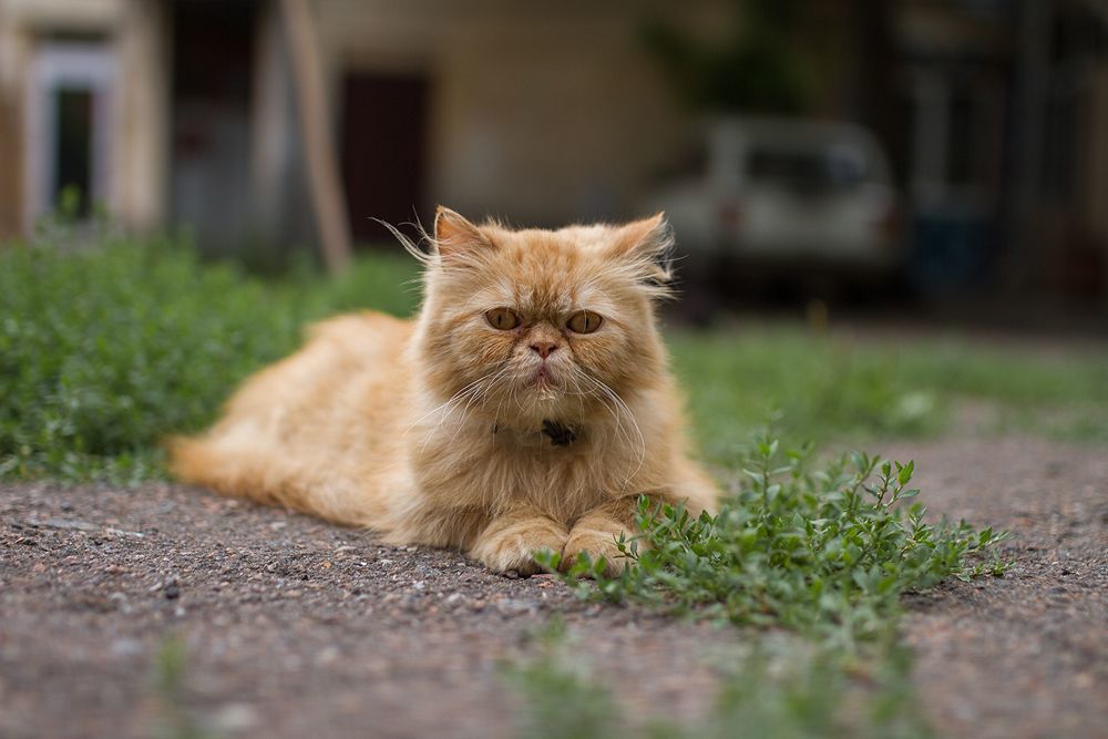 Одесские коты))