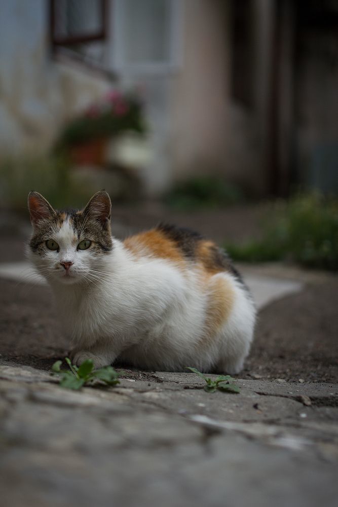 Одесские коты))
