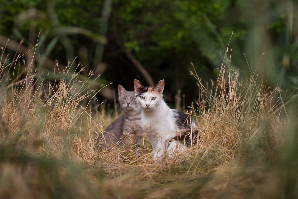 Одесские коты))