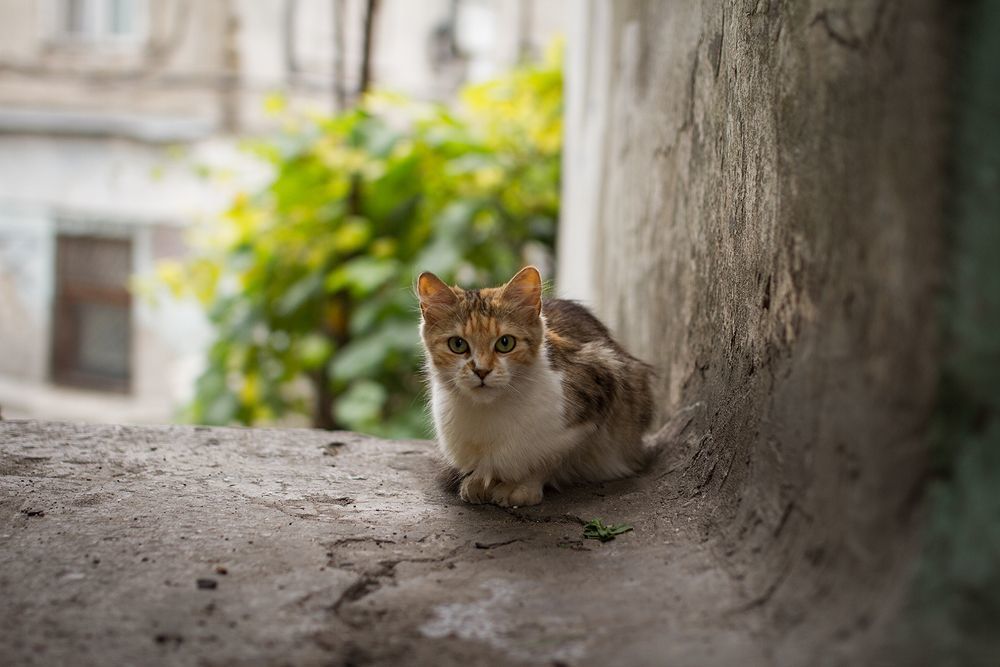 Одесские коты))