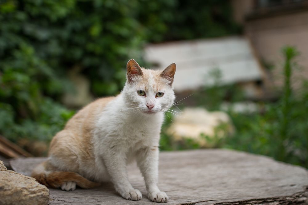 Одесские коты))