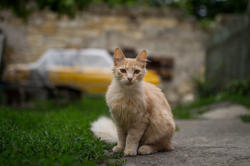 Одесские коты))