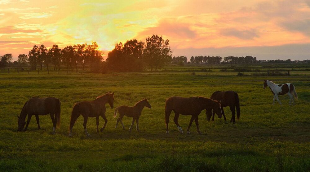 Sunset in Noordschote.