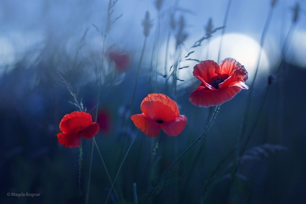 Summer in Blue