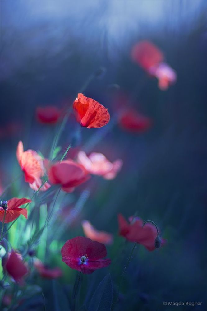 Summer in Blue