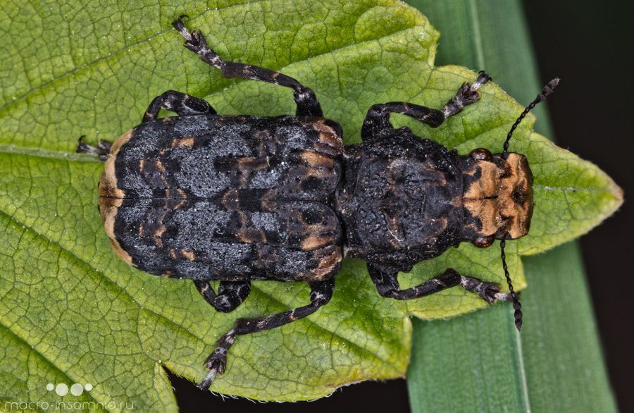 Ложнослоник Platyrhinus resinosus