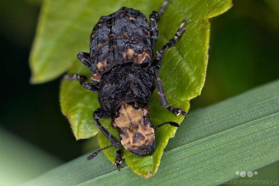 Ложнослоник Platyrhinus resinosus