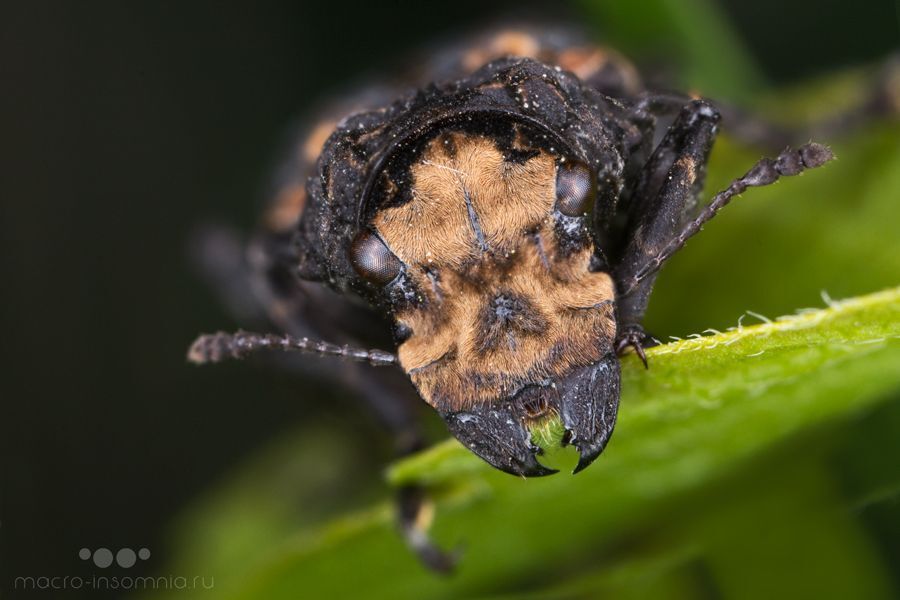 Ложнослоник Platyrhinus resinosus