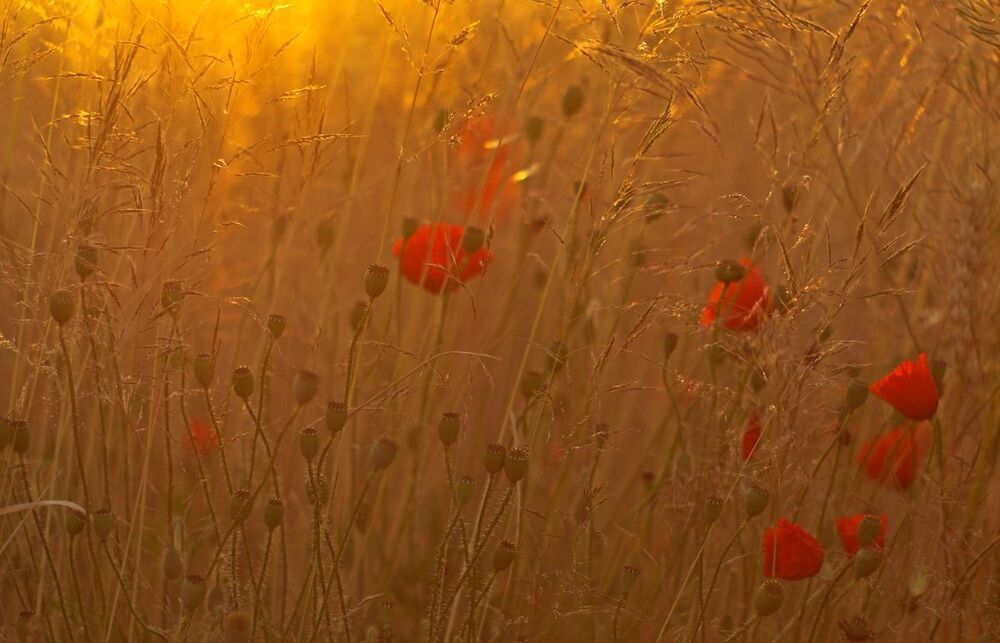 Poppies