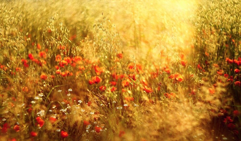 Poppies