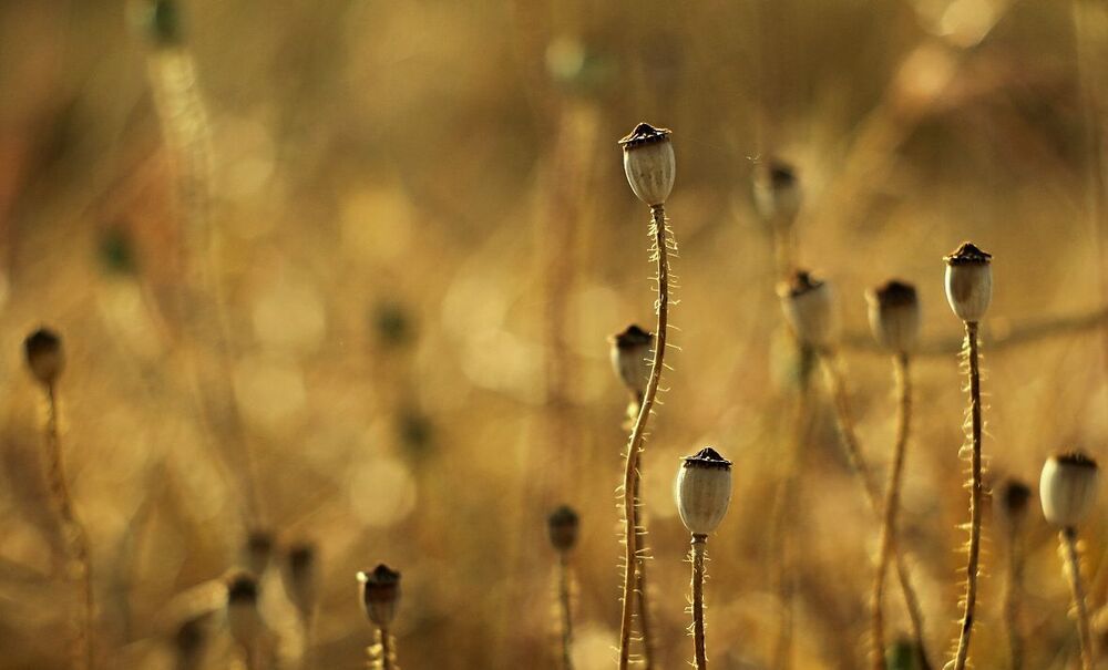 Poppies
