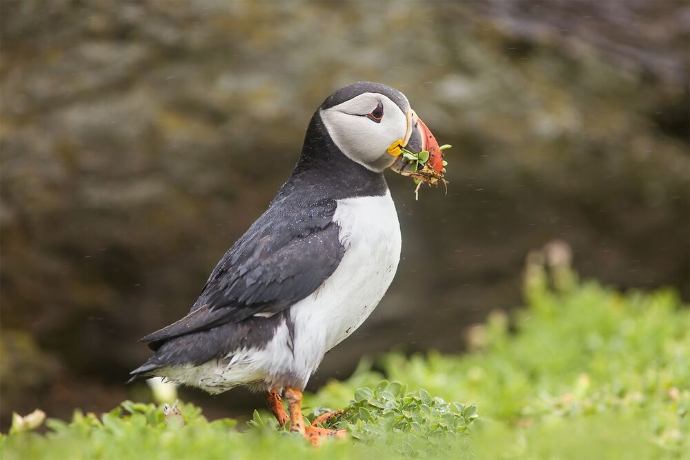 Puffins in the rain