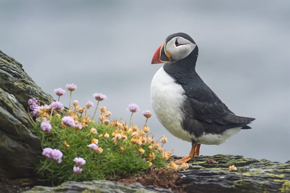 Puffins in the rain