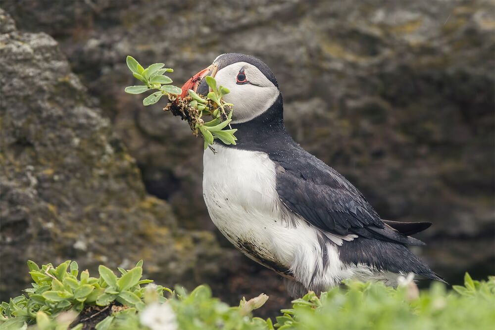 Puffins in the rain