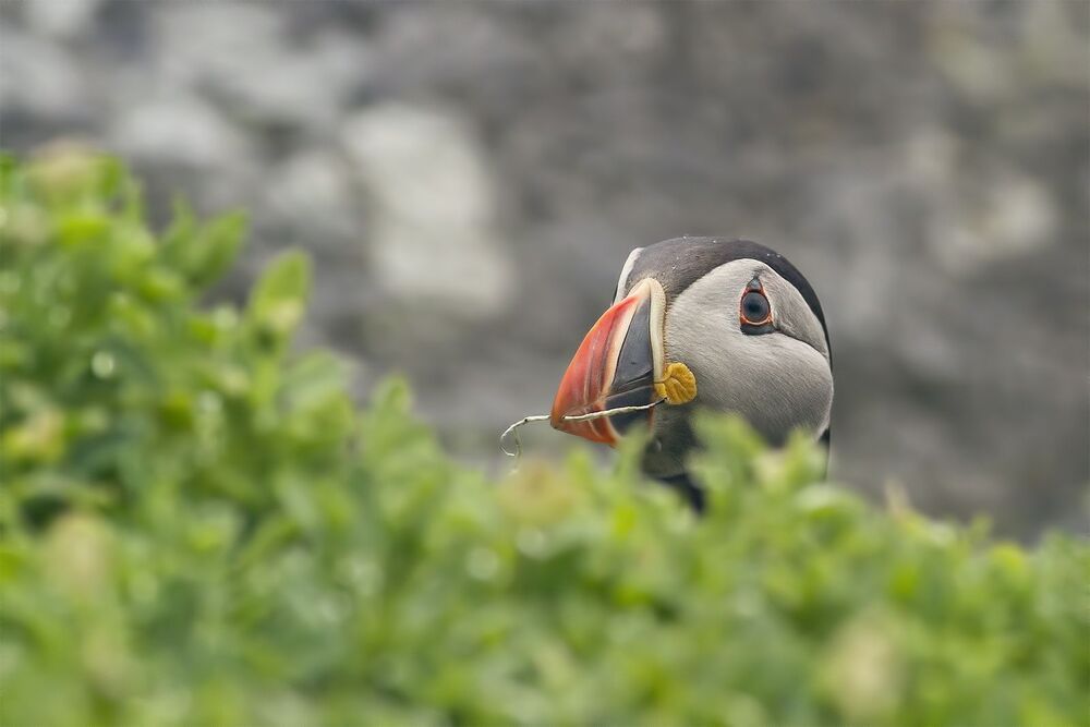 Puffins in the rain