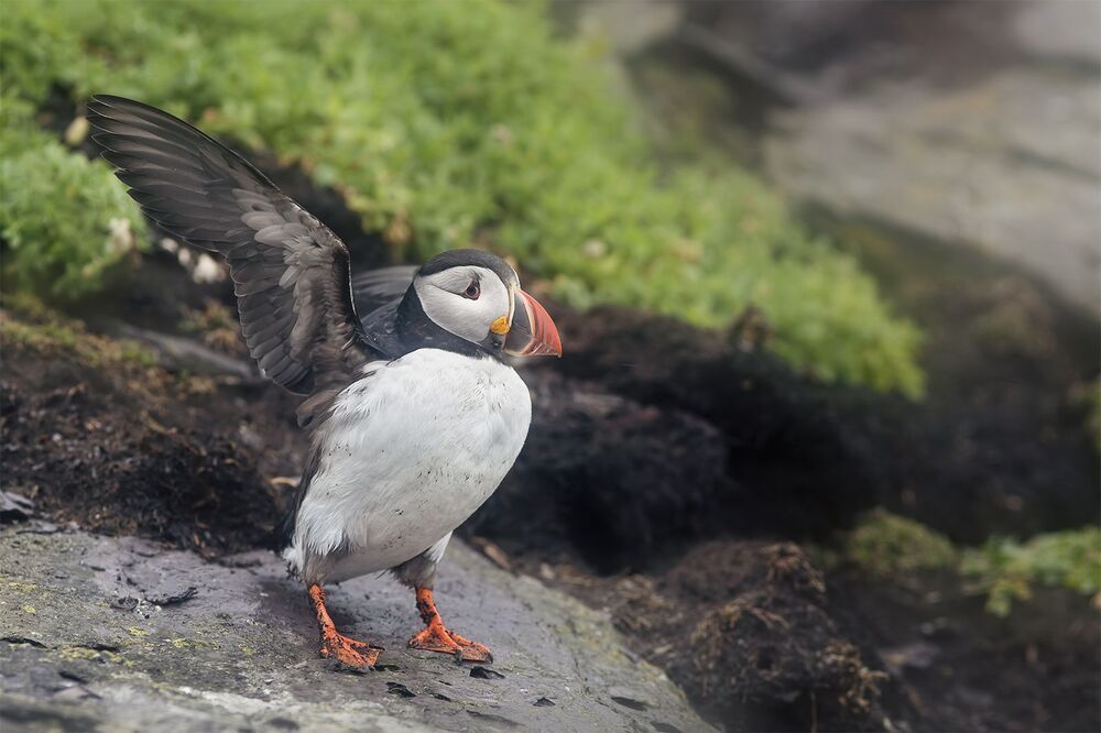 Puffins in the rain