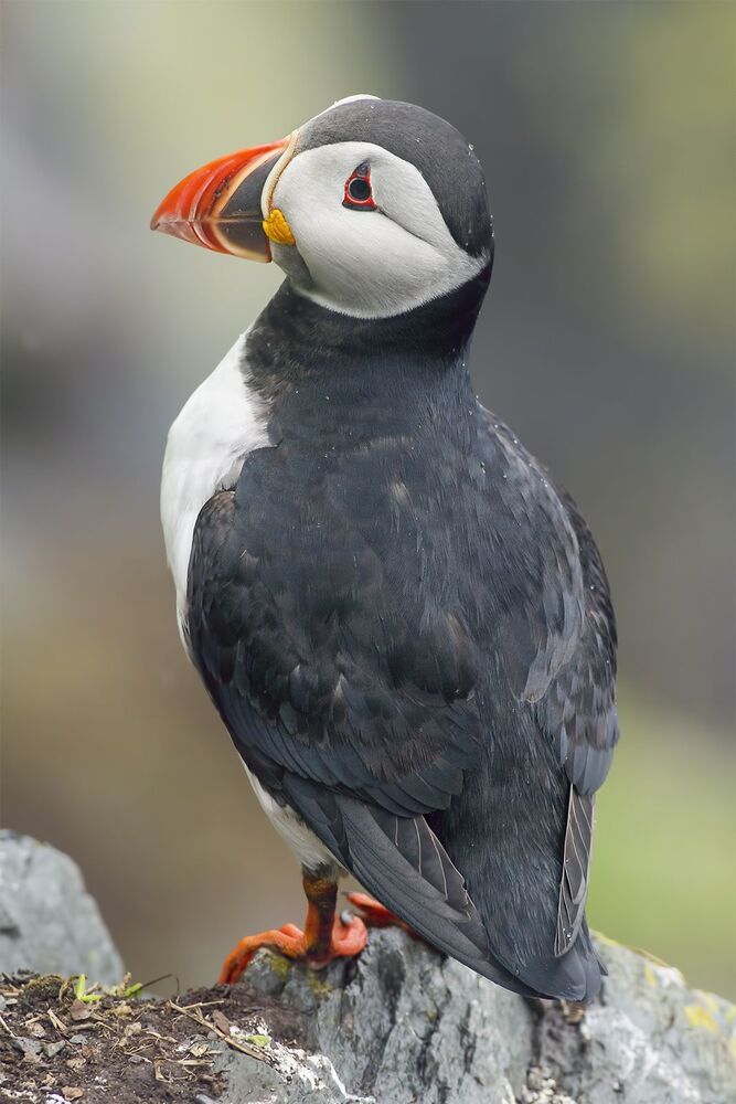 Puffins in the rain