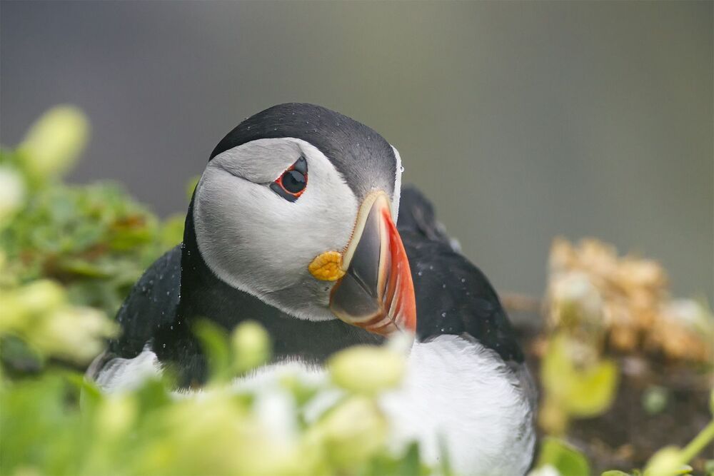 Puffins in the rain