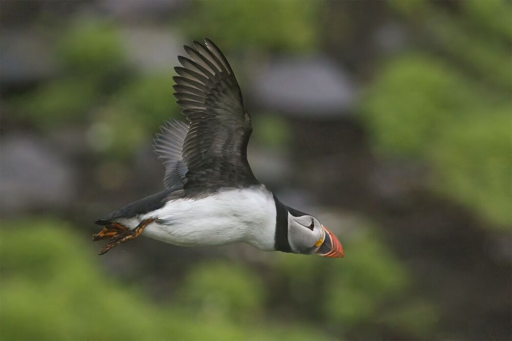 Puffins in the rain