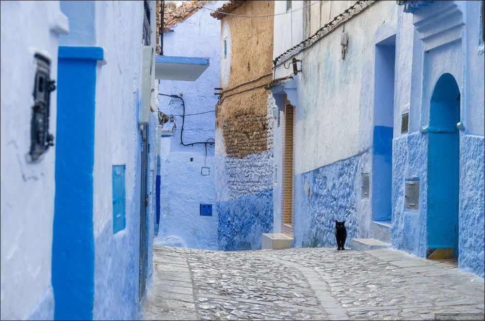 Chefchaouen cats