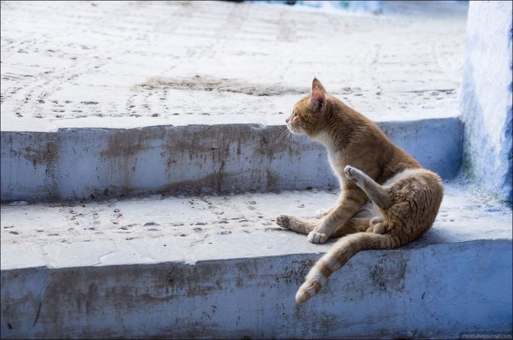 Chefchaouen cats