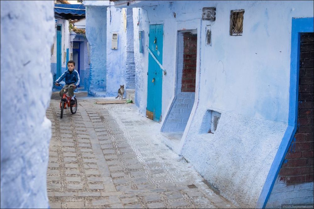 Chefchaouen cats