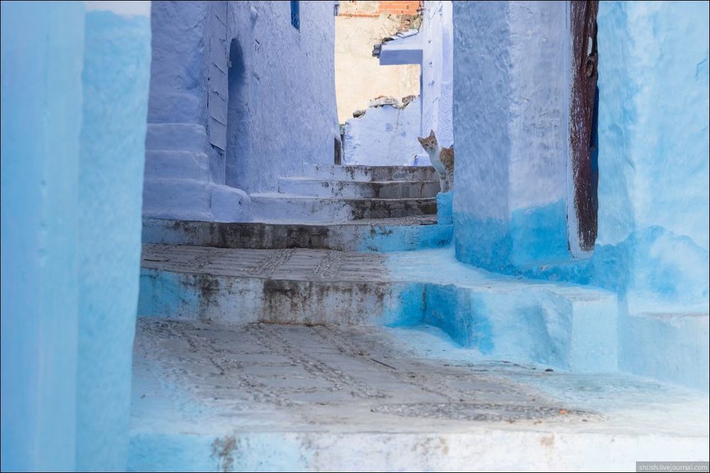 Chefchaouen cats