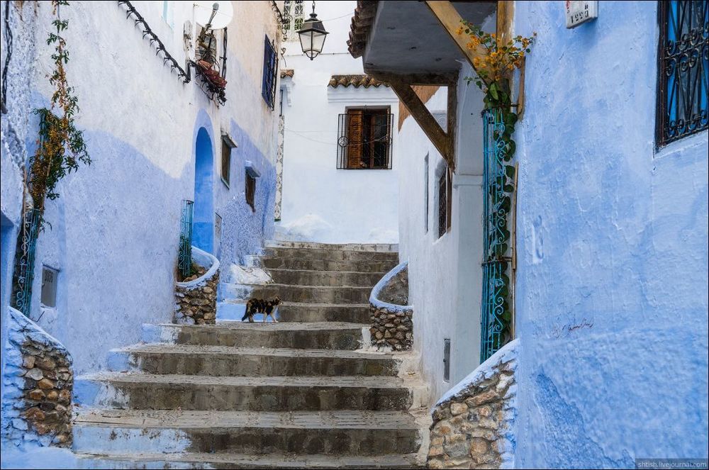 Chefchaouen cats