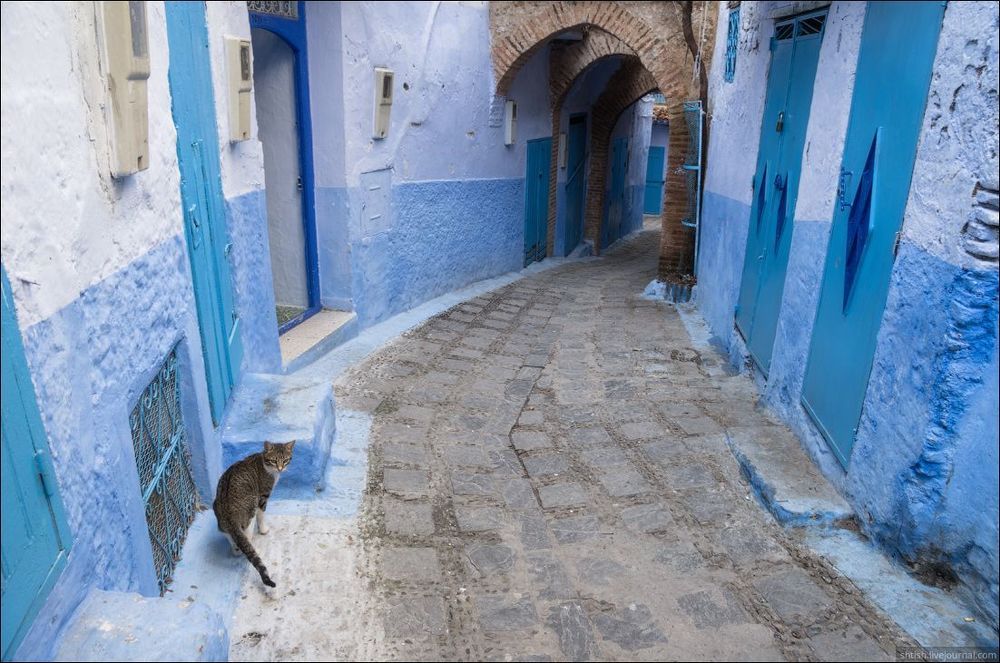 Chefchaouen cats