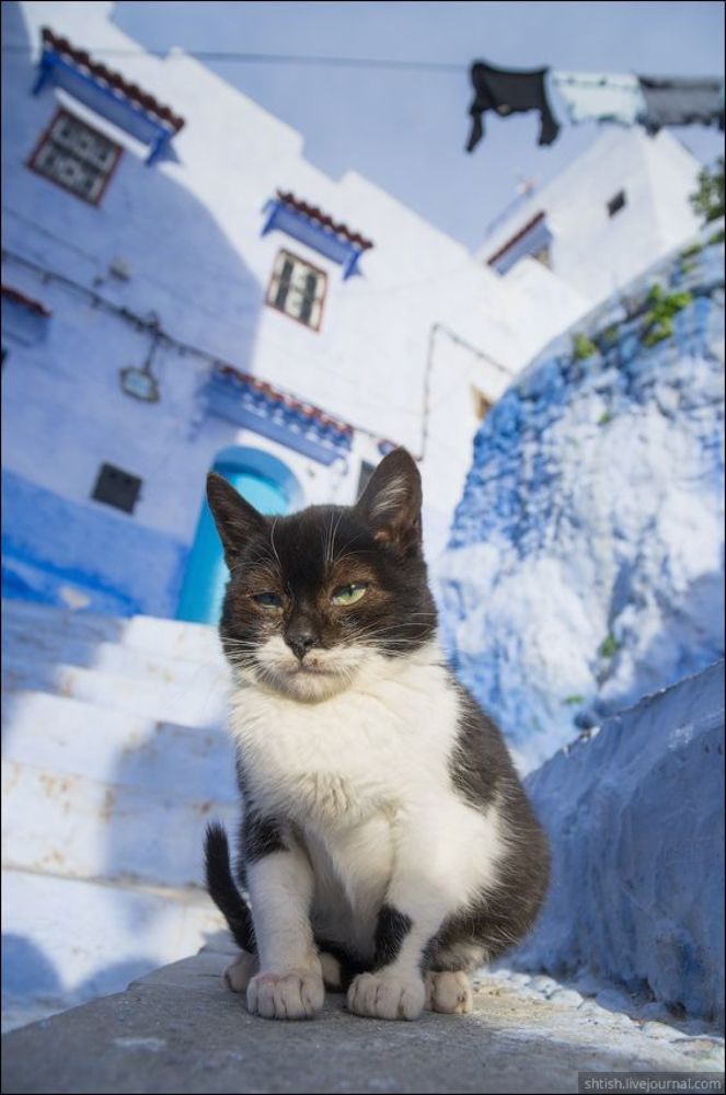 Chefchaouen cats