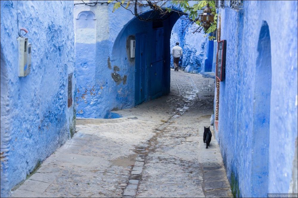 Chefchaouen cats