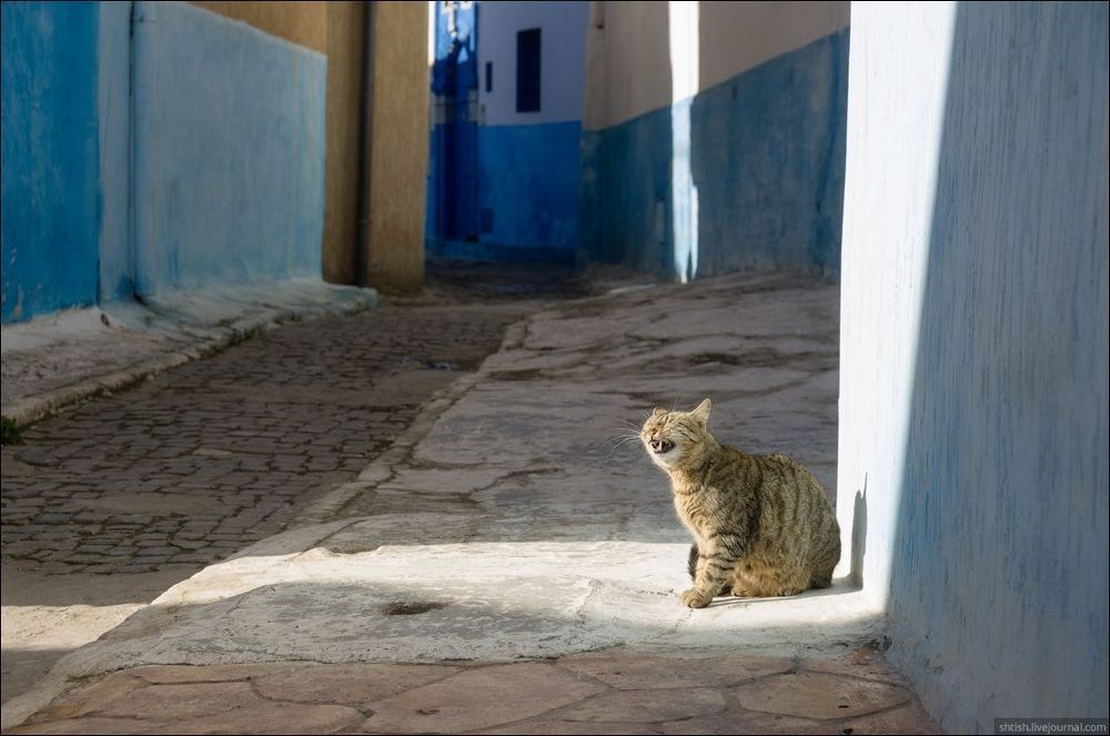 Chefchaouen cats