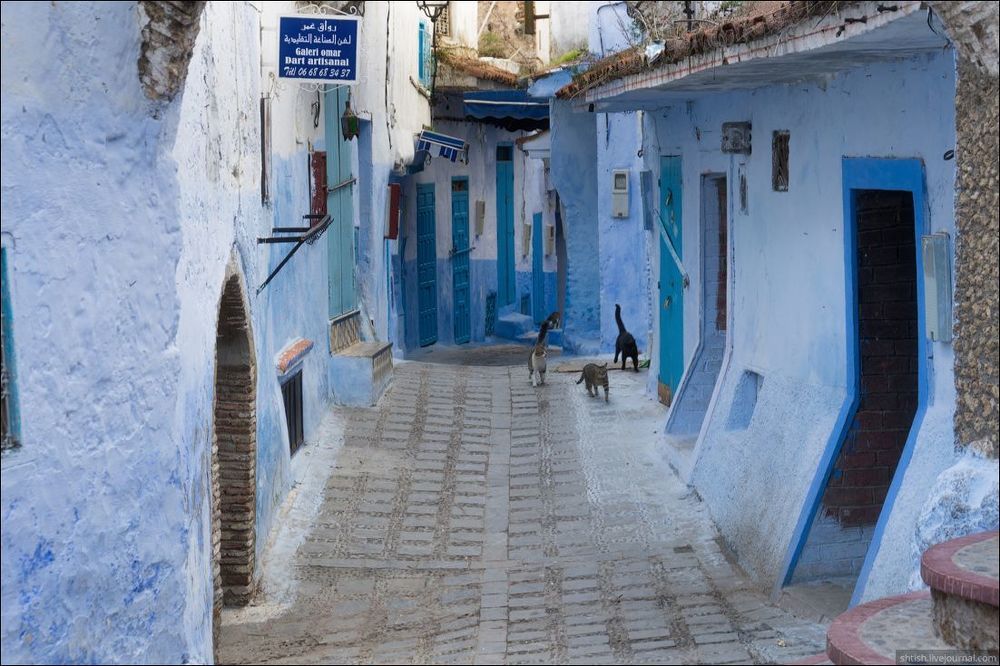 Chefchaouen cats